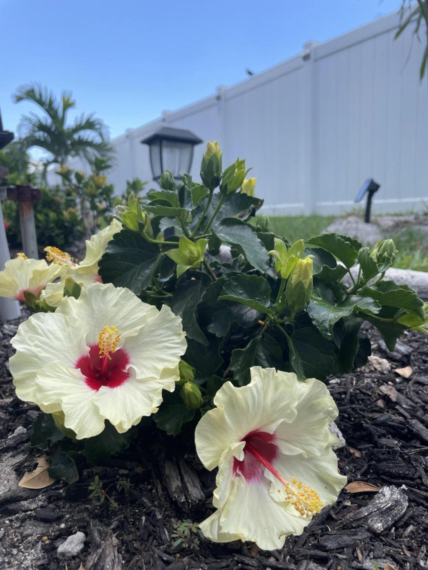 Villa-Haze, Lots Of Privacy, Solar & Electric Heated Pool And Spa Cape Coral Exterior foto